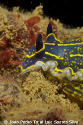 Hypselodoris picta shot 12m deep in Algarve using a Canon... by Joao Pedro Tojal Loia Soares Silva 